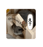 マロンハムスター（個別スタンプ：19）