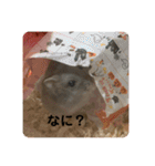 マロンハムスター（個別スタンプ：20）