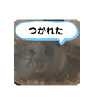 マロンハムスター（個別スタンプ：24）