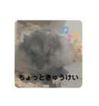 マロンハムスター（個別スタンプ：27）