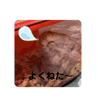 マロンハムスター（個別スタンプ：28）
