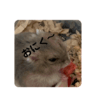 マロンハムスター（個別スタンプ：31）