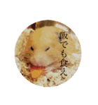 ハムスター癒される（個別スタンプ：2）