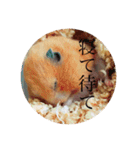 ハムスター癒される（個別スタンプ：3）