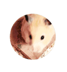 ハムスター癒される（個別スタンプ：8）