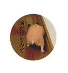 ハムスター癒される（個別スタンプ：9）
