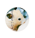 ハムスター癒される（個別スタンプ：10）