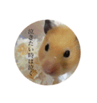 ハムスター癒される（個別スタンプ：11）