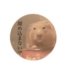 ハムスター癒される（個別スタンプ：12）