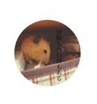 ハムスター癒される（個別スタンプ：15）