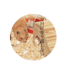ハムスター癒される（個別スタンプ：16）