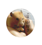 ハムスター癒される（個別スタンプ：19）