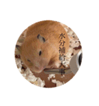 ハムスター癒される（個別スタンプ：20）