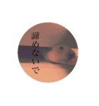 ハムスター癒される（個別スタンプ：23）