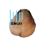 ハムスターのぷりんです（個別スタンプ：1）