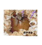 ハムスターのぷりんです（個別スタンプ：4）