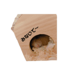 ハムスターのぷりんです（個別スタンプ：7）