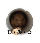 ハムスターのぷりんです（個別スタンプ：12）