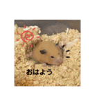 ハムスター癒され隊（個別スタンプ：1）