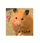 ハムスター癒され隊（個別スタンプ：2）