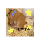 ハムスター癒され隊（個別スタンプ：3）