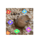 ハムスター癒され隊（個別スタンプ：5）