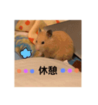 ハムスター癒され隊（個別スタンプ：6）
