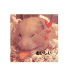 ハムスター癒され隊（個別スタンプ：8）
