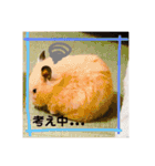 ハムスター癒され隊（個別スタンプ：9）