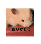 ハムスター癒され隊（個別スタンプ：10）