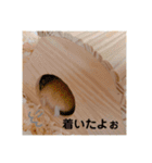 ハムスター癒され隊（個別スタンプ：13）