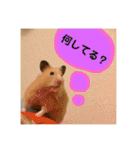 ハムスター癒され隊（個別スタンプ：14）