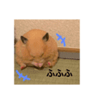 ハムスター癒され隊（個別スタンプ：15）