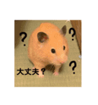 ハムスター癒され隊（個別スタンプ：16）