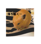 ハムスター癒され隊（個別スタンプ：17）