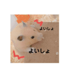 ハムスター癒され隊（個別スタンプ：18）