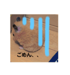 ハムスター癒され隊（個別スタンプ：19）