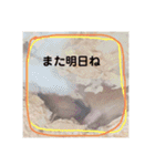 ハムスター癒され隊（個別スタンプ：21）