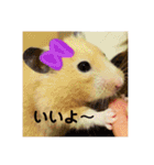 ハムスター癒され隊（個別スタンプ：22）