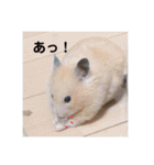 ハムスター癒され隊（個別スタンプ：23）