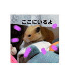 ハムスター癒され隊（個別スタンプ：24）