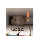 ハムスター癒され隊（個別スタンプ：25）