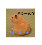 ハムスター癒され隊（個別スタンプ：28）