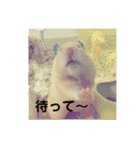 ハムスター癒され隊（個別スタンプ：31）