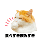 食べすぎ飲みすぎ猫（個別スタンプ：1）