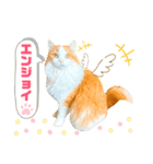 食べすぎ飲みすぎ猫（個別スタンプ：3）