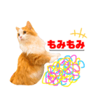 食べすぎ飲みすぎ猫（個別スタンプ：4）