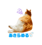 食べすぎ飲みすぎ猫（個別スタンプ：5）