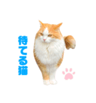 食べすぎ飲みすぎ猫（個別スタンプ：7）