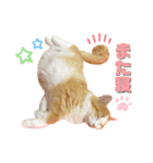 食べすぎ飲みすぎ猫（個別スタンプ：8）